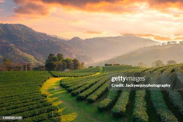 mae fah luang - tea plantation stock-fotos und bilder