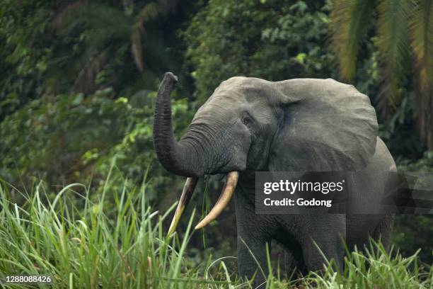 African forest elephant . Odzala-Kokoua National Park, Republic of the Congo.