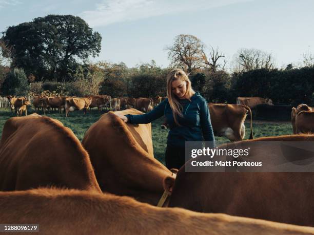 young woman farmer in a field with cows - jersey cattle stock pictures, royalty-free photos & images