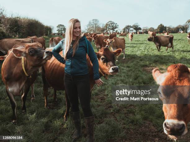 young woman farmer in a field with cows - viehweide stock-fotos und bilder