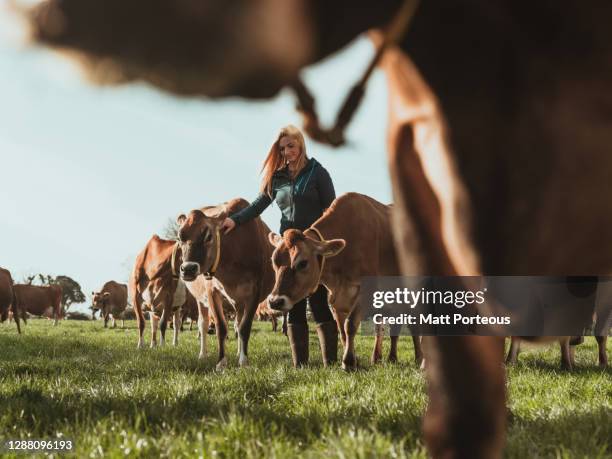 young woman farmer in a field with cows - bestiame foto e immagini stock