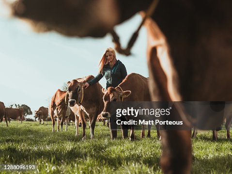 Young woman farmer in a field with cows