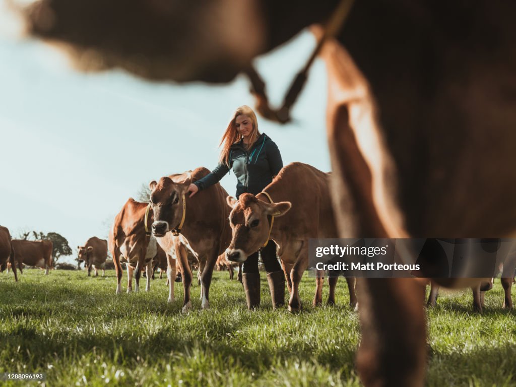 Young woman farmer in a field with cows
