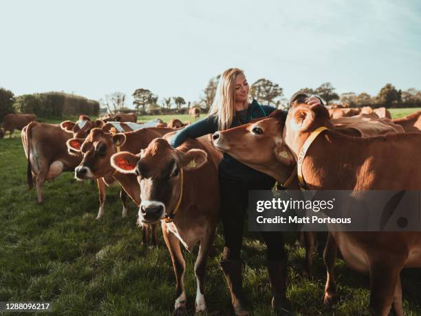 young woman farmer in a field with cows - dairy pasture stock pictures, royalty-free photos & images