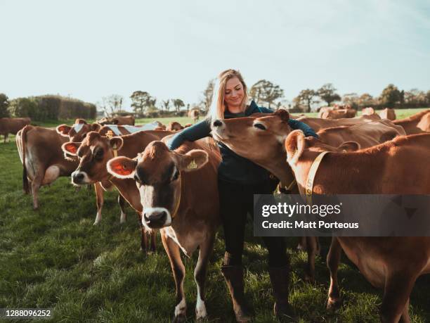 young woman farmer in a field with cows - female farmer stock-fotos und bilder