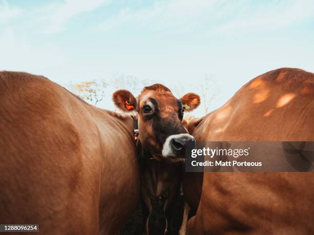 cows grazing in field - milking farm bildbanksfoton och bilder