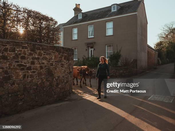 young female farmer herding cows - jersey channel islands stock-fotos und bilder