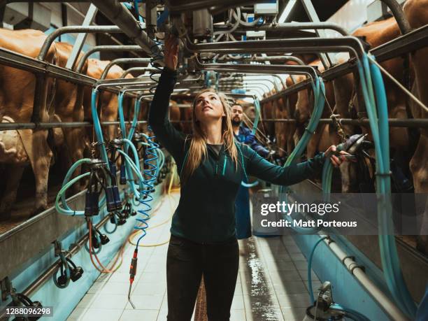 young female farmer using milking machine - milking machine ストックフォトと画像