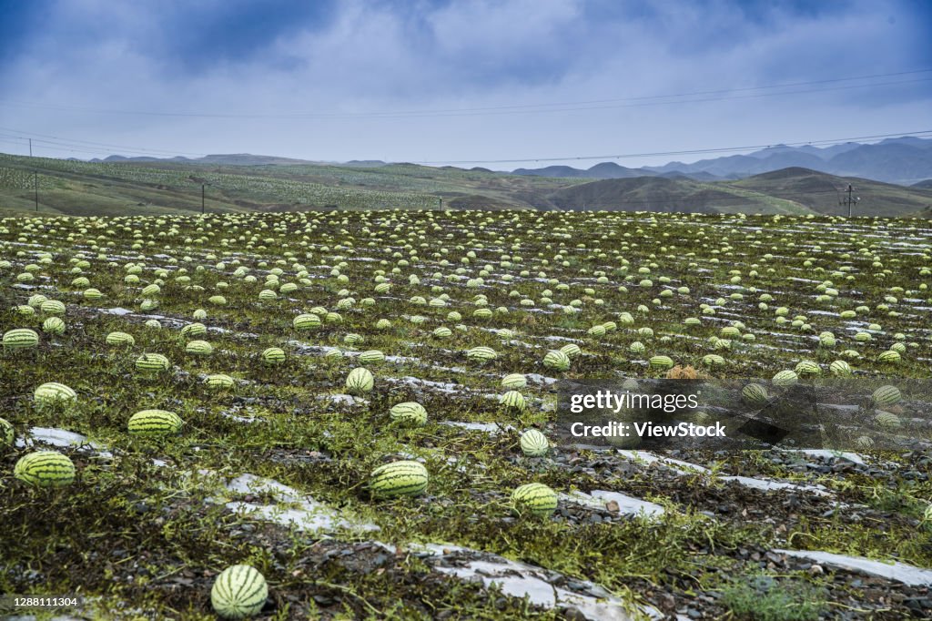 Selenium sand melon, alternaria alternata in zhongwei city ring xiangshan area