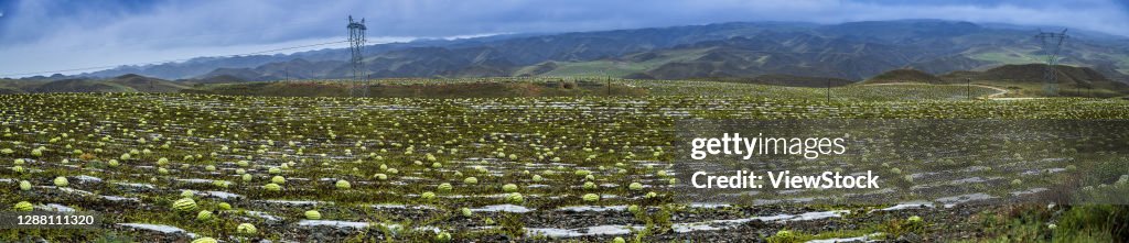Selenium sand melon, alternaria alternata in zhongwei city ring xiangshan area