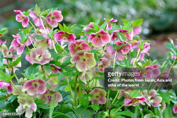 christmas rose / black hellebore / helleborus niger - evergreen plant stock pictures, royalty-free photos & images