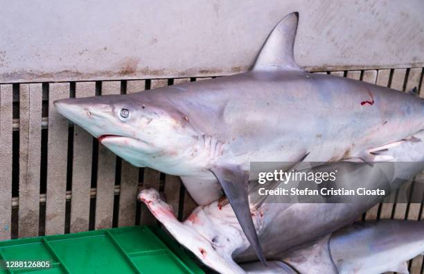 sharks at fish market muscat, oman - silver shark stock pictures, royalty-free photos & images
