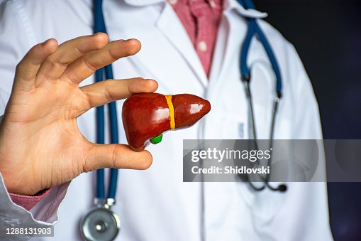 Medical professional, doctor, gastroenterologist or hepatologist holds anatomical model of human liver in his hand and directs by stethoscope in his other hand to diagnose health and diseases Medical professional, doctor, gastroenterologist or hepatologist holds anatomical model of human liver in his hand and directs by stethoscope in his other hand to diagnose health and diseases