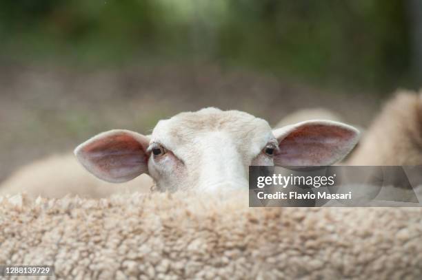 funny sheep head looking at camera - sheep funny stock-fotos und bilder