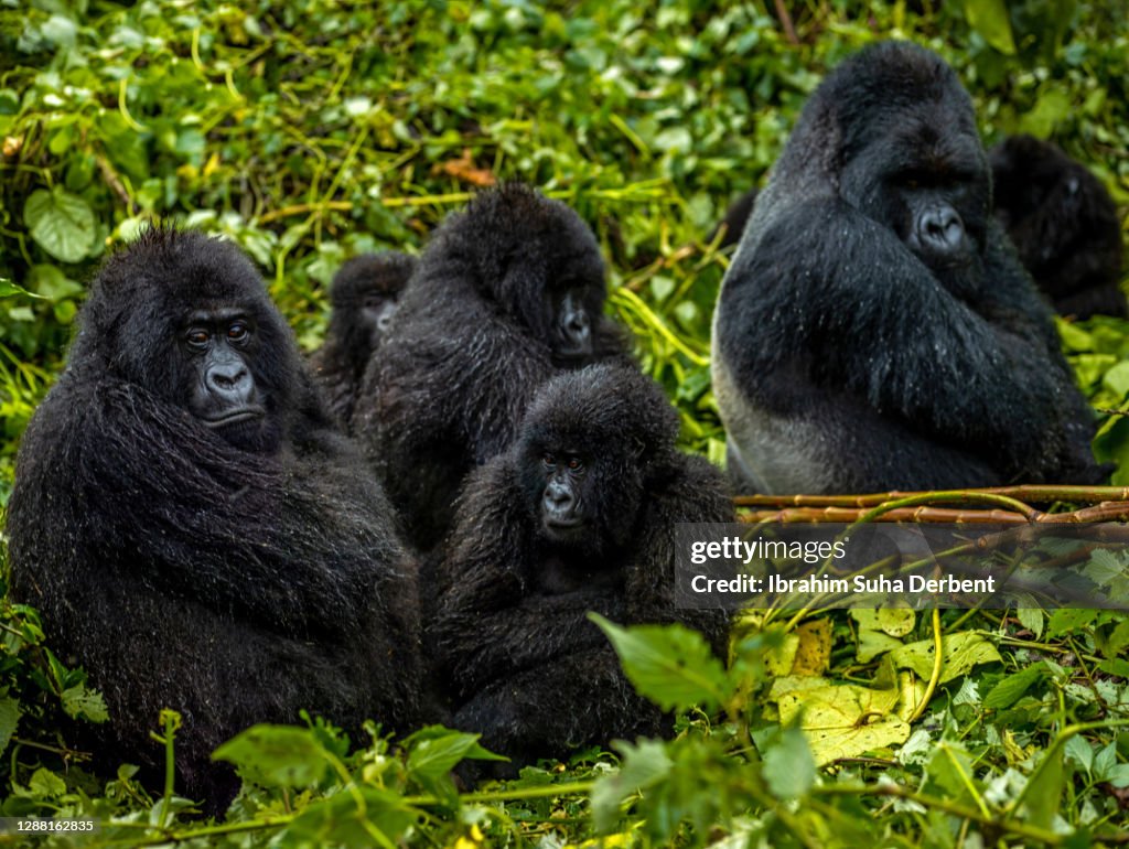 A group of mountain gorillas (Gorilla beringei beringei) from Kwitonda family in Volcanoes National Park, Rwanda