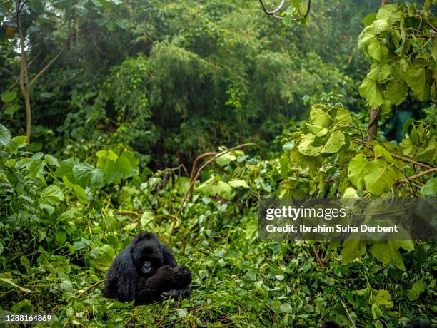 the wildlife shot of mother mountain gorilla (gorilla beringei beringei) and her baby from kwitonda family in volcanoes national park, rwanda - mountain gorilla foto e immagini stock