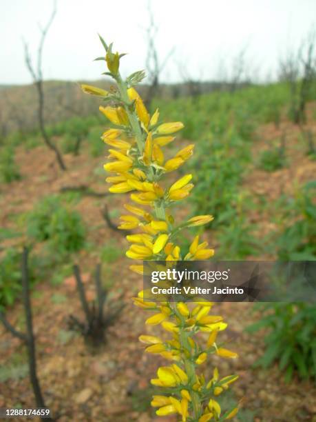 wildflower (ulex argenteus) - argenteus stock pictures, royalty-free photos & images