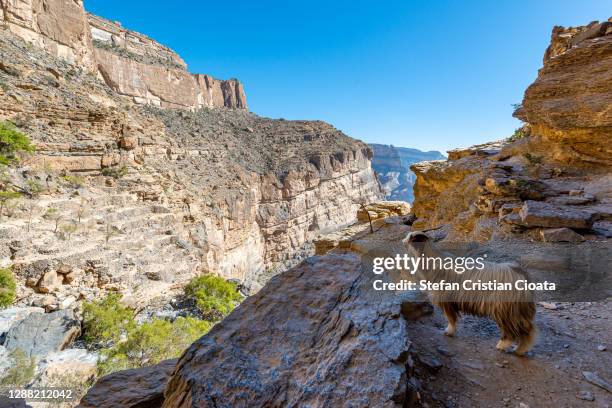 arabian tahr wild mountain goat at balcony walk w6, jebel shams in oman - arabian peninsula stock pictures, royalty-free photos & images