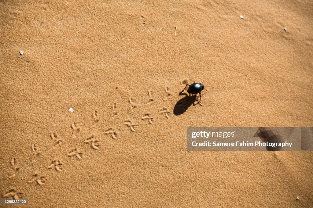 The head-stander beetle (Onymacris unguicularis)