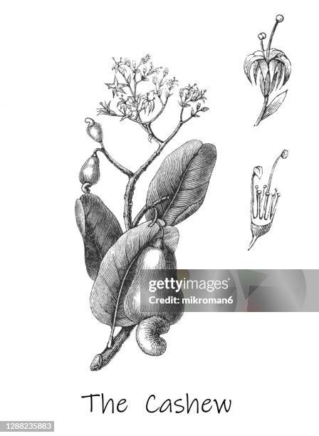 old engraved illustration of botany, the cashew tree (anacardium occidentale) - cashew illustration stock pictures, royalty-free photos & images