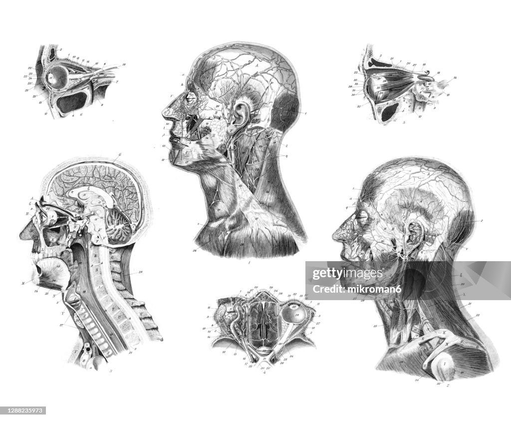 Human Head Ridge Human Head Anatomy For Artists