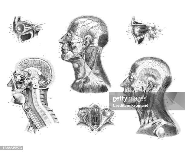 old engraved illustration of human head and neck anatomy - human head stock pictures, royalty-free photos & images