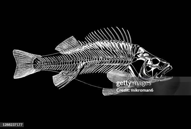 old engraved illustration of skeleton of european perch fish - dierlijk bot stockfoto's en -beelden