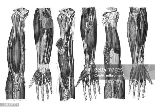old engraved illustration of the muscular and venous system in the human hand - modèle anatomique photos et images de collection