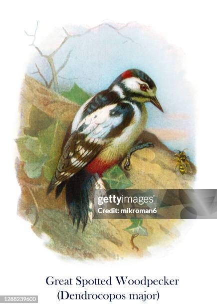 old engraved illustration of ornithology - the great spotted woodpecker (dendrocopos major) - great spotted woodpecker stock pictures, royalty-free photos & images