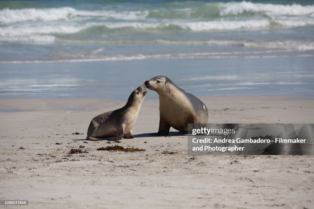 Some seals relaxing and playing on a sunny beach in Australia