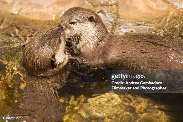 some otters kissing in a bond - cute otter stock pictures, royalty-free photos & images