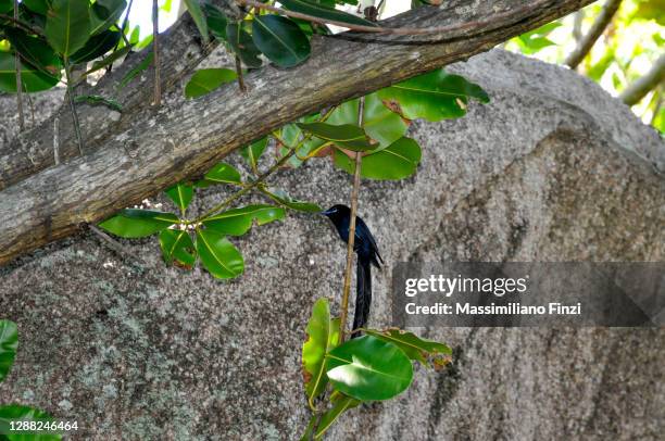 the seychelles paradise flycatcher (terpsiphone corvina) - eutrichomyias rowleyi stock pictures, royalty-free photos & images