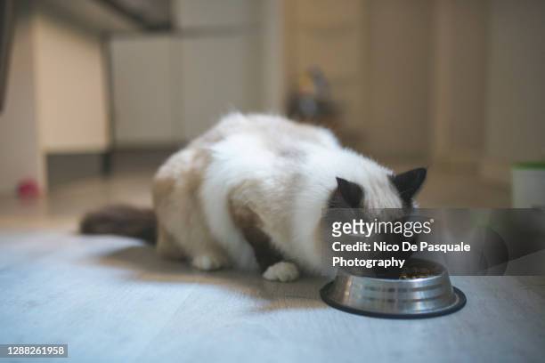 birman cat eating food - cat eating stock pictures, royalty-free photos & images