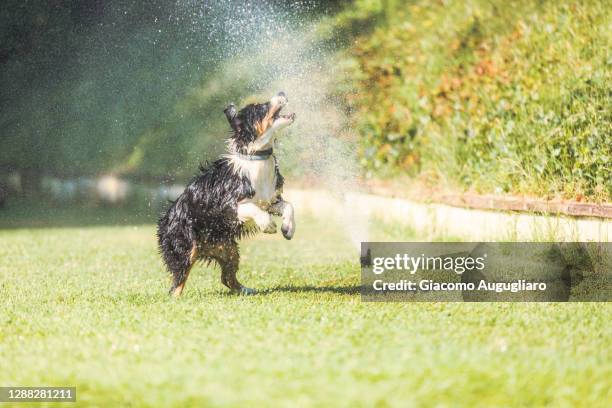 australian shepherd puppy playing with a lawn sprinkler, lombardy, italy - annaffiatore foto e immagini stock