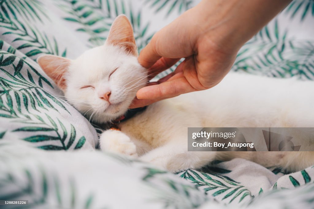 Someone hand scratching and plying a white cat while sleeping.