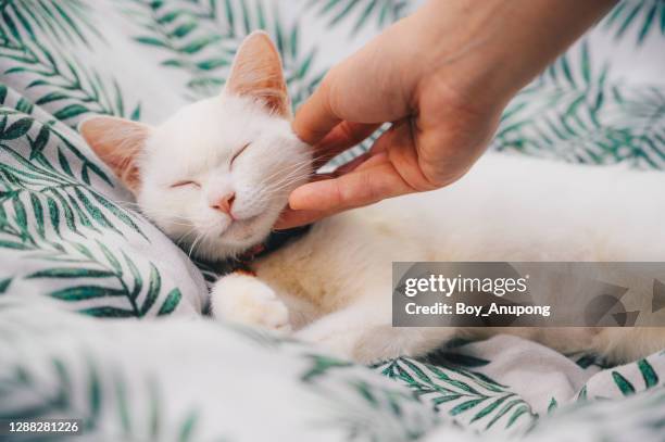 someone hand scratching and plying a white cat while sleeping. - cats on the bed stock pictures, royalty-free photos & images