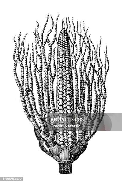 lecithocrinus eifelianus fossil - palaeontology stock illustrations