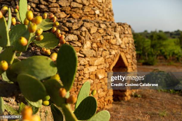 prickly pear tree and pajaro building (trullo) in salento / apulia italy - trulli fotografías e imágenes de stock