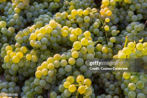 grape harvest in salento / apulia italy - white grape stock pictures, royalty-free photos & images