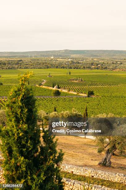 masseria amastuola vineyard in massafra, apulia, italy - salento apulia stock pictures, royalty-free photos & images