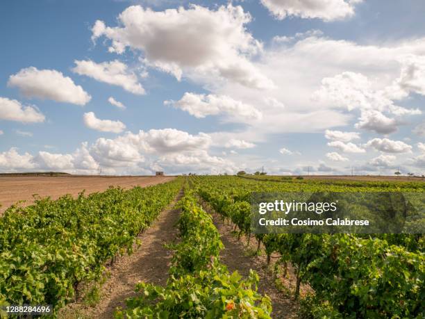 vineyards in salento / apulia italy - salento foto e immagini stock