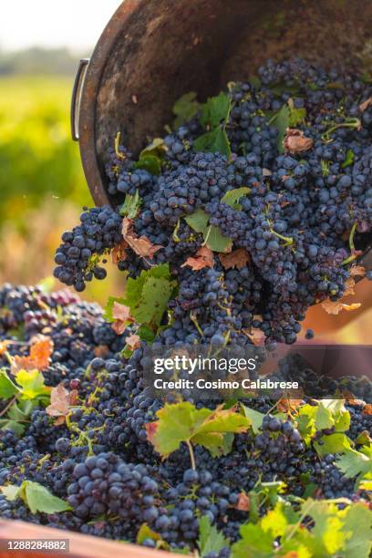 red grapes of primitivo in salento / apulia italy - wine harvest stock pictures, royalty-free photos & images