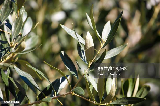 image of olive branch - ramo di ulivo foto e immagini stock