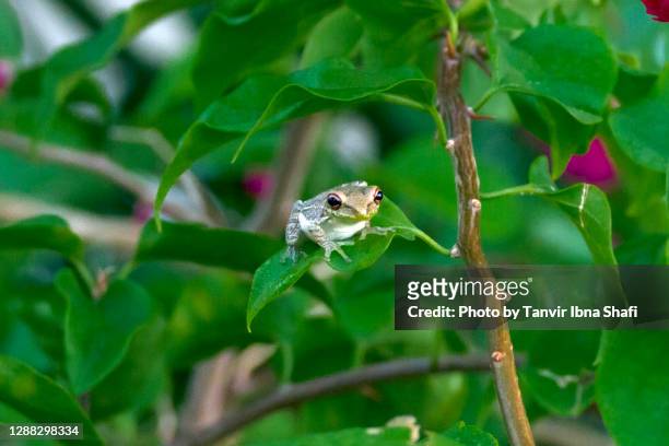 19 fotos de stock e banco de imagens de Funny Little Frog - Getty Images