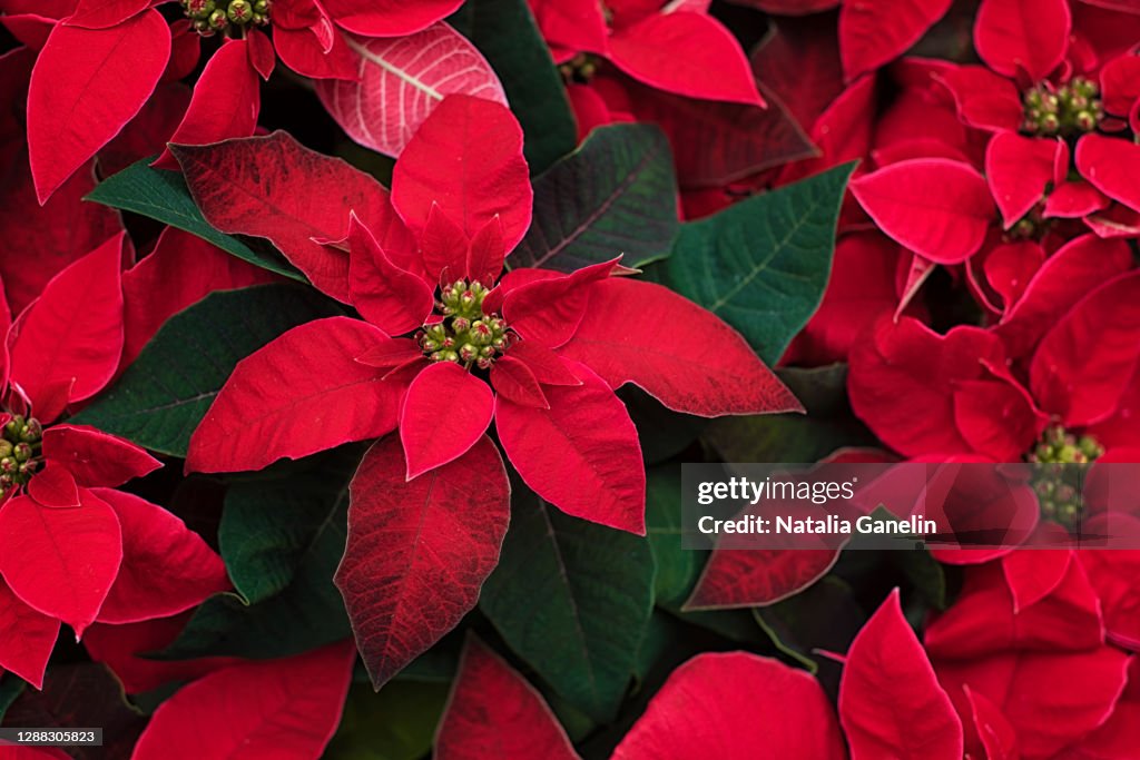 Poinsettia flowers