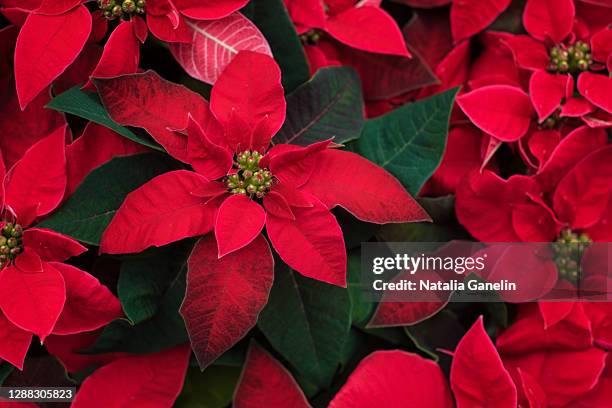 poinsettia flowers - julstjärna bildbanksfoton och bilder