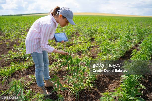 farmer woman examining the new harvest of the hemp field. agricultural occupation. medical marijuana plantation. - agronomist stock pictures, royalty-free photos & images