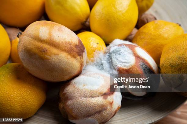 Red Lemon Rotten Rotten Lemon Photos and Premium High Res Pictures - Getty Images