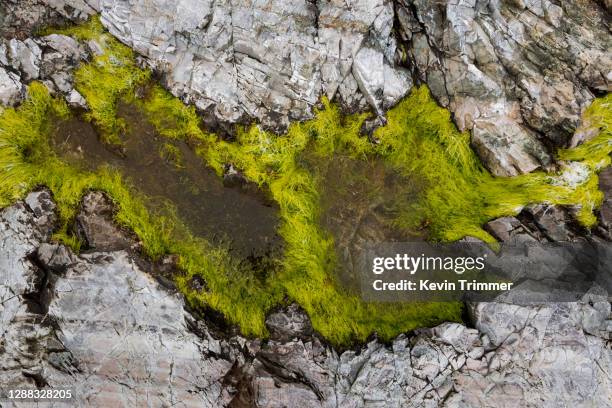 abstract view of moss on rocks in acadia national park, maine - マウントデザート島 ストックフォトと画像