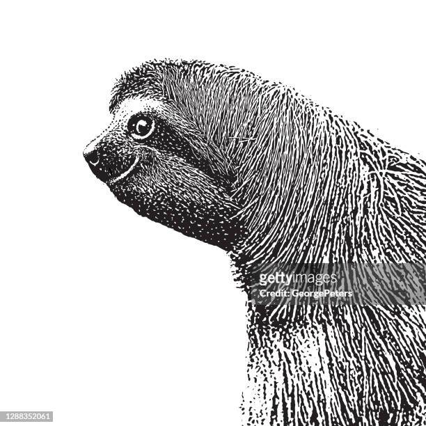 三到斯洛特 - sloth 幅插畫檔、美工圖案、卡通及圖標